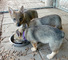 Gratis Vallhund sueco cachorros disponibles - Foto 1