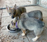 Gratis vallhund sueco cachorros disponibles