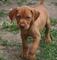 Gratis vizsla húngaro cachorro lista - Foto 1