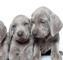 Gratis weimaraner cachorros disponibles