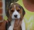 Impresionantes cachorros Beagle disponibles - Foto 1