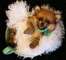 Los cachorros de Pomerania magníficos - Foto 1