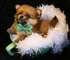 Los cachorros de Pomerania magníficos - Foto 2