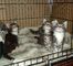 Maine Coon gatitos - Foto 1
