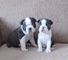 Preciosos cachorros de Boston Terrier en busca de nuevas vivienda - Foto 1