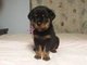 Pura Raza Rottweiler Cachorros - Foto 1