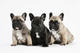 ..... regalo bulldog francés cachorro para adopción!...