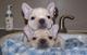 Regalo bulldog francés cachorro para adopción!.......,.,