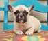 Regalo bulldog francés cachorros para adopcion gratis !!! - Foto 2
