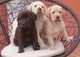 Regalo Cachorros de Golden Retriever - Foto 1