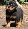 Regalo Cachorros de Rottweiler Para Adopción - Foto 1