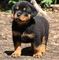 Regalo cachorros de rottweiler para adopción