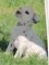 Regalo Dalmatian cachorros - Foto 1