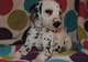 Regalo Dalmatian cachorros - Foto 2