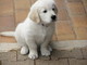 Regalo golden retriever