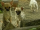 Regalo Macho y Hembra Cachorros Chihuahua mini!! Hombres y mujer - Foto 1