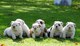 Regalo precioso cachorros bulldog inglés - Foto 1