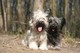 Skye Terrier macho y hembra - Foto 1