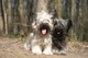 Skye terrier macho y hembra