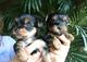 Adorable hombres y mujeres yorkie cachorros