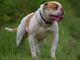 American bulldog - Foto 1