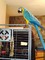 Azul adorable y encantador y oro macaw listoya