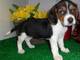 Cachorro beagle disponibles para los amantes - Foto 1