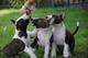 Cachorros bullterrier. se entregan: