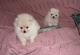 Cachorros de pomerania disponibles