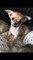 CcRegalo Cachorros De Bulldog Chihuahua - Foto 1