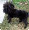 Gratis affenpinscher cachorro lista - Foto 1