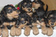 Gratis airedale terrier perritos listo