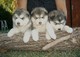 Gratis alaska malamute cachorros listo - Foto 1