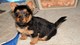 Gratis australiano terrier cachorro lista