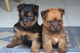 Gratis australiano terrier cachorros lista