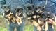 Gratis australianos kelpie perritos disponibles