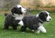 Gratis barbudo collie cachorros disponibles