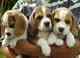 Gratis beagle cachorros disponibles