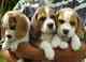 Gratis beagle cachorros lista