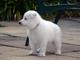 Gratis blanco pastor suizo cachorro lista