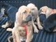 Gratis boerboel cachorros disponibles