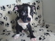 Gratis boston terrier cachorro lista