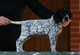 Gratis Braco de Auvernia cachorro listo - Foto 1