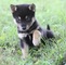 Gratis Bulldog kai de alaska del klee cachorros disponibles - Foto 1
