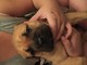 Gratis bullmastiff cachorro lista