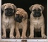 Gratis bullmastiff cachorros disponibles - Foto 1