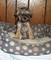 Gratis cachorro affenpinscher disponibles