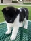 Gratis cachorro de akita disponibles