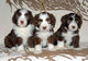 Gratis cachorros collie barbudo disponibles - Foto 1
