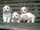 Gratis cavachon cachorros disponibles